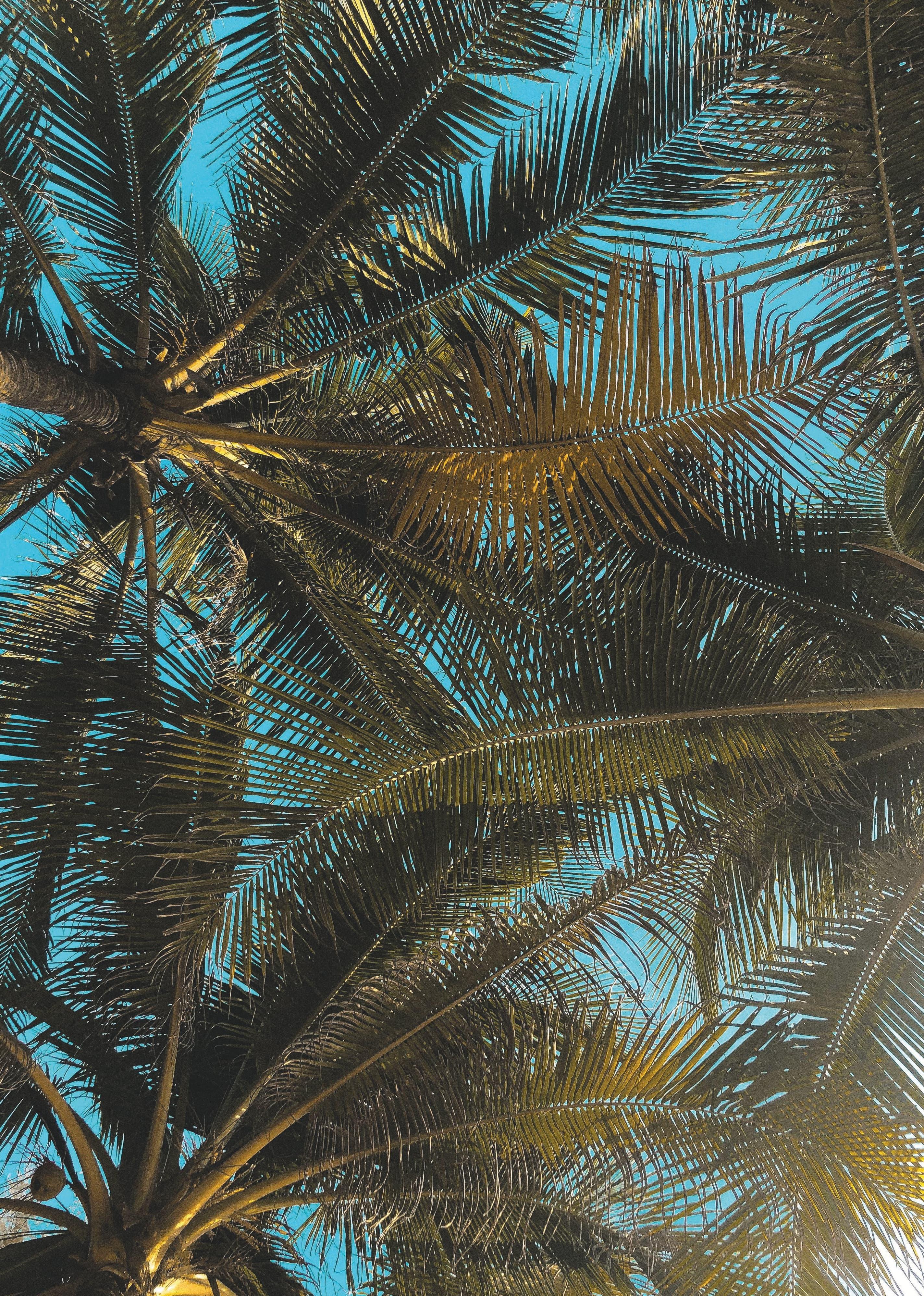 Tropical Background